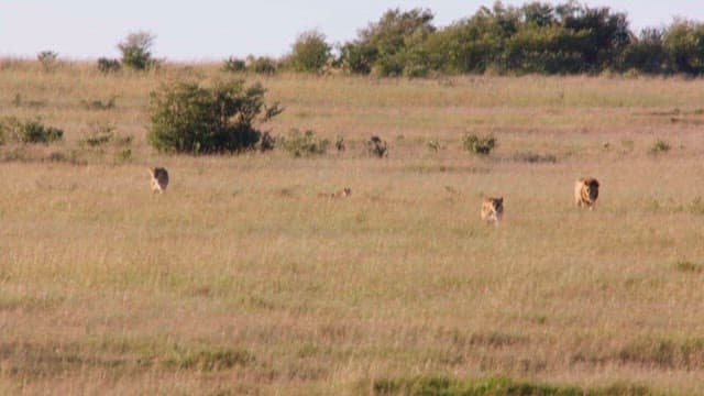 Lions Roaming in the Grasslands at Dusk
