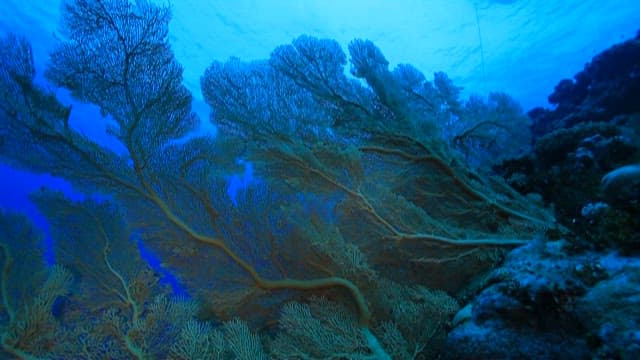 Underwater View of Coral Reef and Marine Life