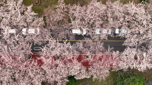 Cherry blossoms lining a city street