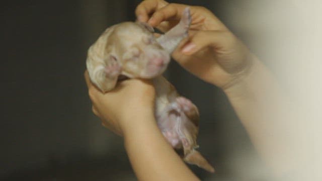 Newborn Puppy Being Held Gently
