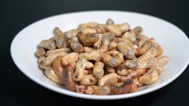 Dried edible cicada larvas on a white plate