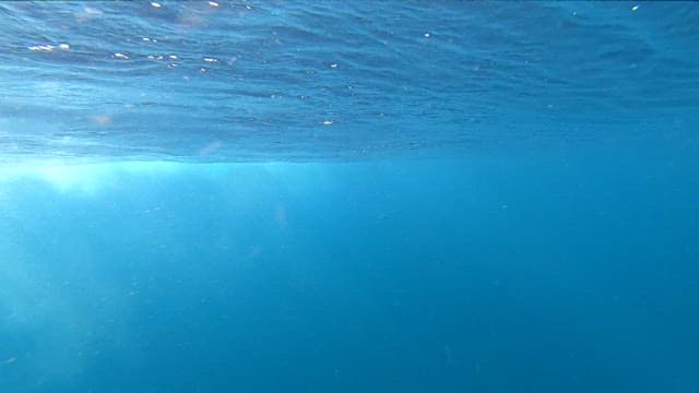 Fish swimming in the clear ocean
