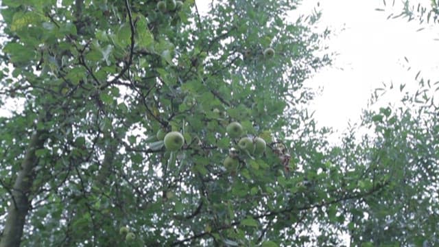 Green apples hanging on tree branches
