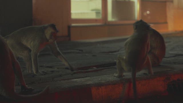 Monkeys Exploring a Nighttime Urban Street