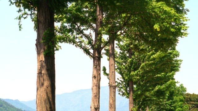 Lush green trees lining a trail on a sunny day