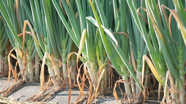 Fresh green onions growing on a sunny day