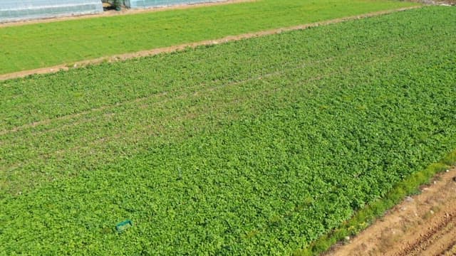Wide Green Farmland Spread out under Bright Sunlight