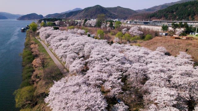 Cherry Blossoms by the Lake