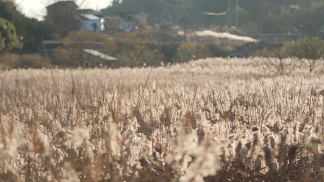 Serene field of reeds under the afternoon sun
