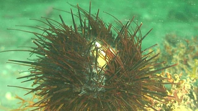 Sea urchin on ocean floor