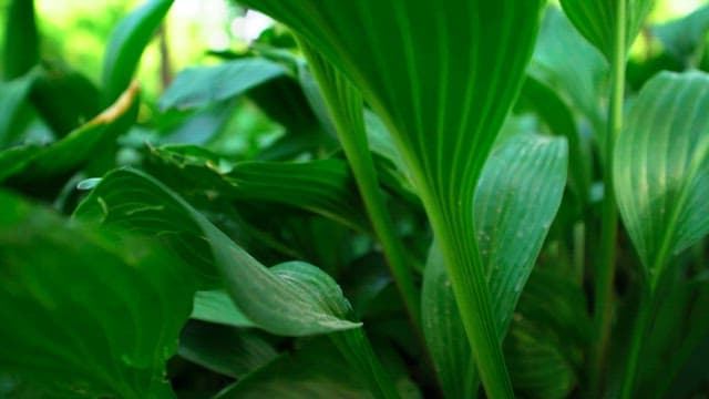 Green leaves of plants in a sunlit forest