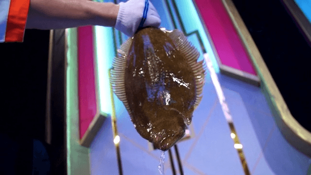Cook lifting fresh flatfish in a tank