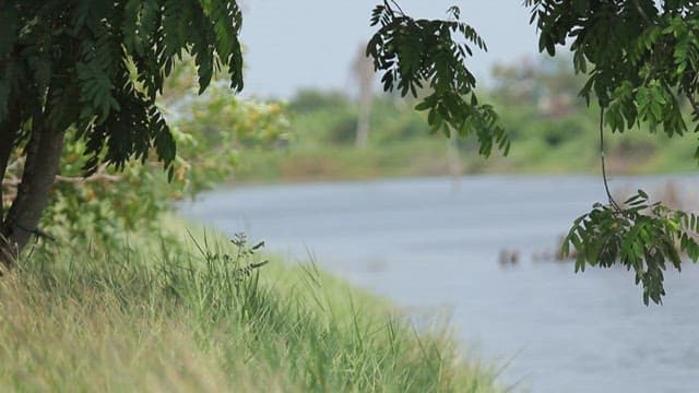 Tranquil riverside with lush greenery