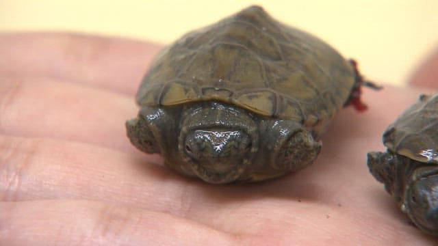 Two baby turtles resting on a person's hand