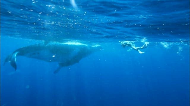 Diver Swimming with a Humpback Whale