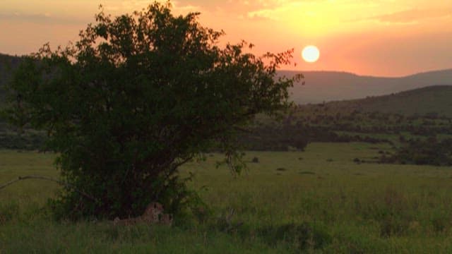 Cheetah at Rest in a Serene Savannah at Sunset