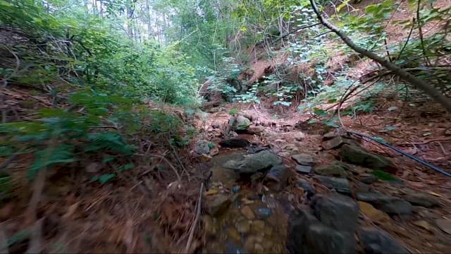 Journey Through a Tranquil Forest Creek