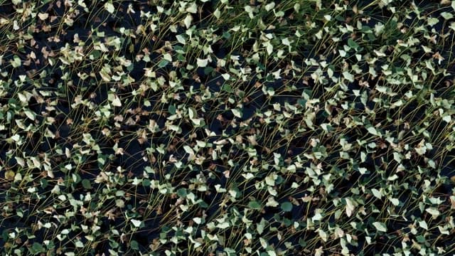 Lush green lotus leaves