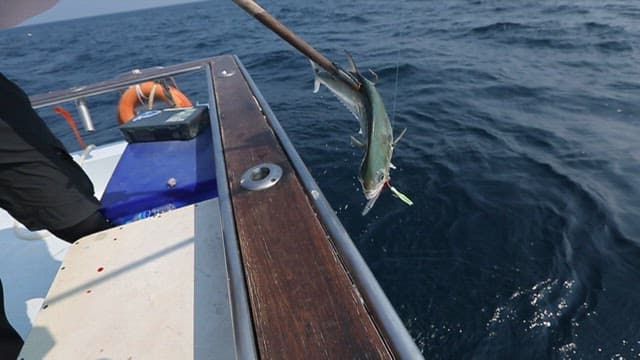 Catching a doublespotted queenfish on a boat out at sea