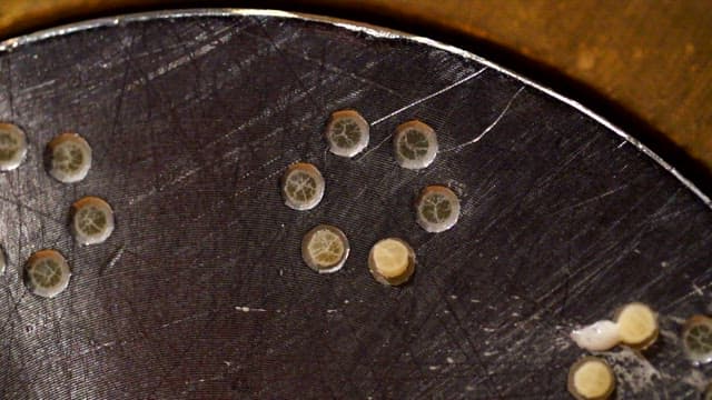 Pasta being extruded from a machine