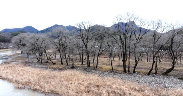 Wintery forest landscape with barren trees by the river