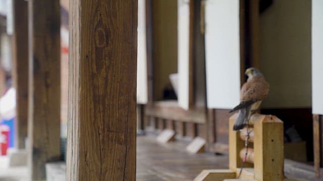 Perched Falcon in Traditional Wooden Setting