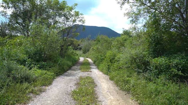 Tranquil Pathway Through Lush Greenery