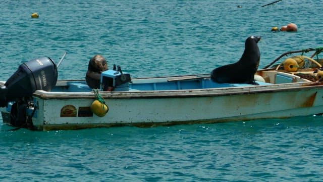 Seals Resting on a Small Boat in the Ocean
