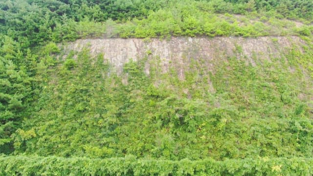 Mountain range with lush trees