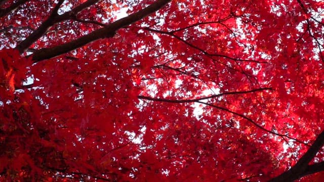 Sunlight streaming through red maple leaves in autumn