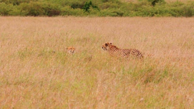Cheetahs Resting and Playing in the Grassland