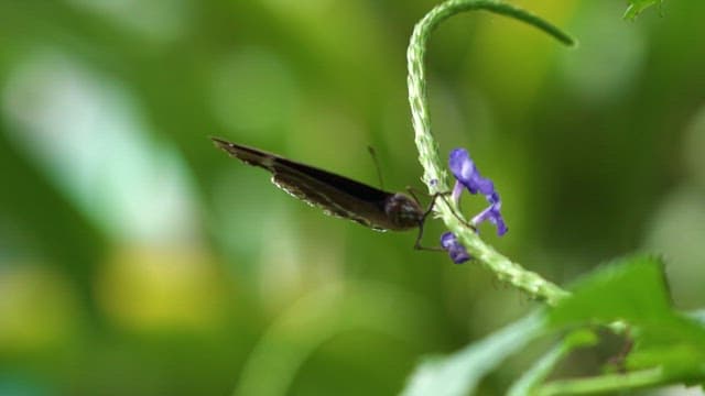 Vibrant Butterfly on Delicate Flowers