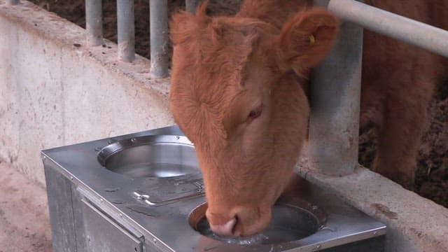 Cow drinking water from a metal trough in a barn