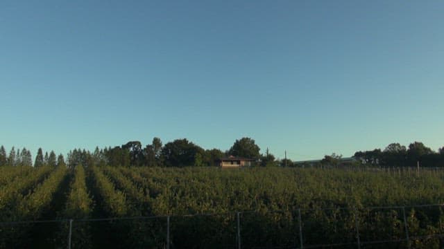 Apple orchard under the sky from daytime to evening