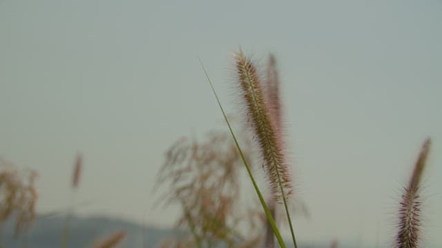 Foxtail in the Breeze