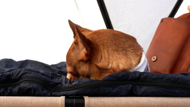 Small dog in a sweater sitting on a cot