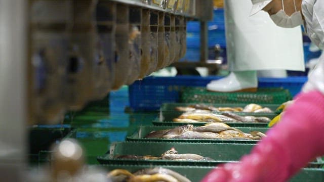 Workers sorting fish in a food processing factory
