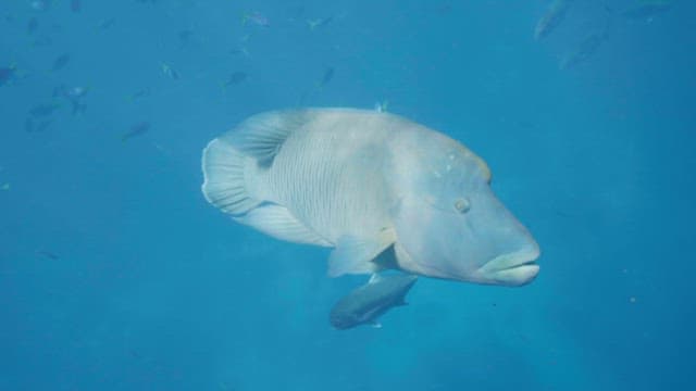 Large humphead wrasse swimming underwater