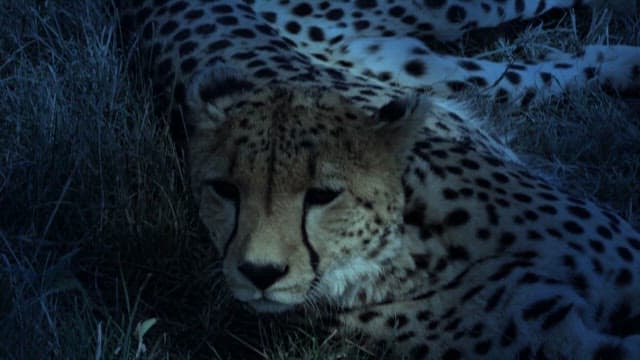 Cheetah resting in grass at dusk