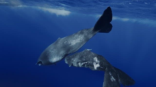 Baby sperm whale follows its mother underwater