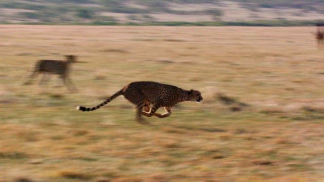 Cheetahs in Pursuit of Prey on African Savannah
