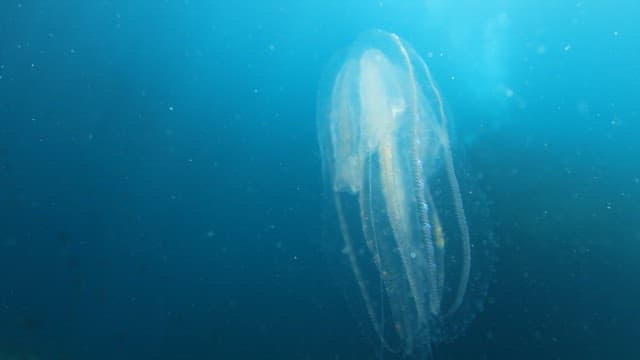 Graceful Jellyfish Floating in Blue Waters