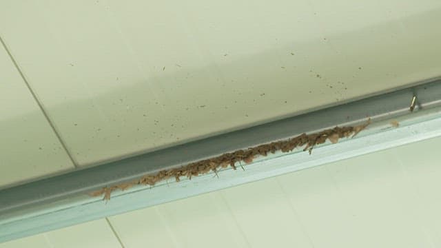 Birds Building a Nest on Indoor Metal Ceiling