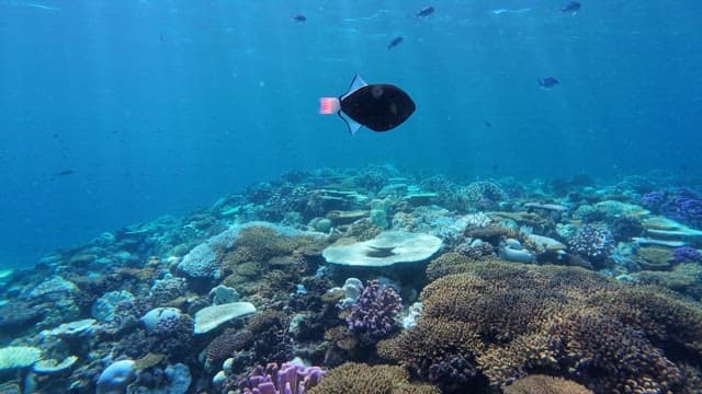 Colorful coral reefs with fish and divers swimming around