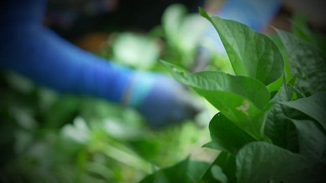 Farmer harvesting lush, green sweet potato stem