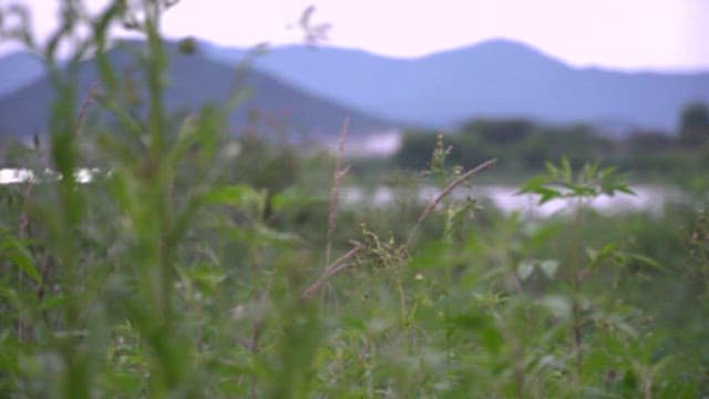 Wild Grass Growing on the Road with a Distant Mountain View
