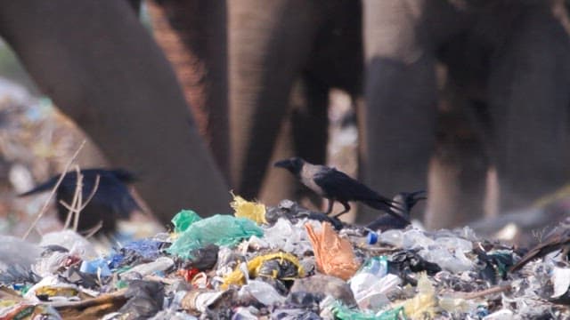 Birds and elephants foraging in a landfill area