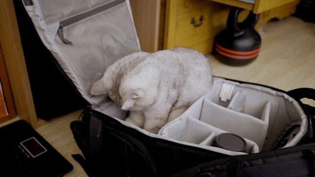 Cat Exploring Camera Bag Indoors