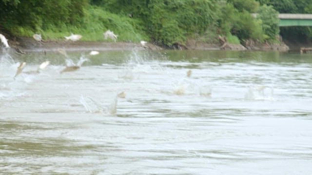 Carps jumping in a river surrounded by greenery