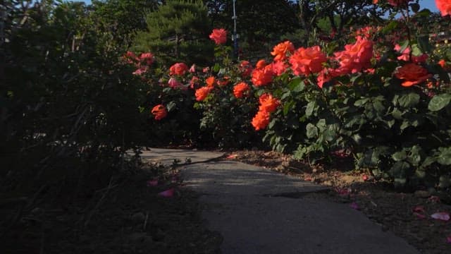 Walking Through a Blooming Rose Garden